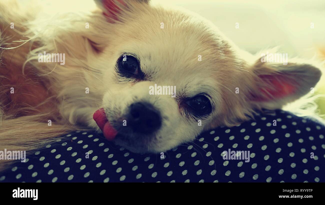 Cute baby dog wallpapers hi-res stock photography and images - Alamy Cute baby dog wallpapers hi-res stock photography and images - Alamy