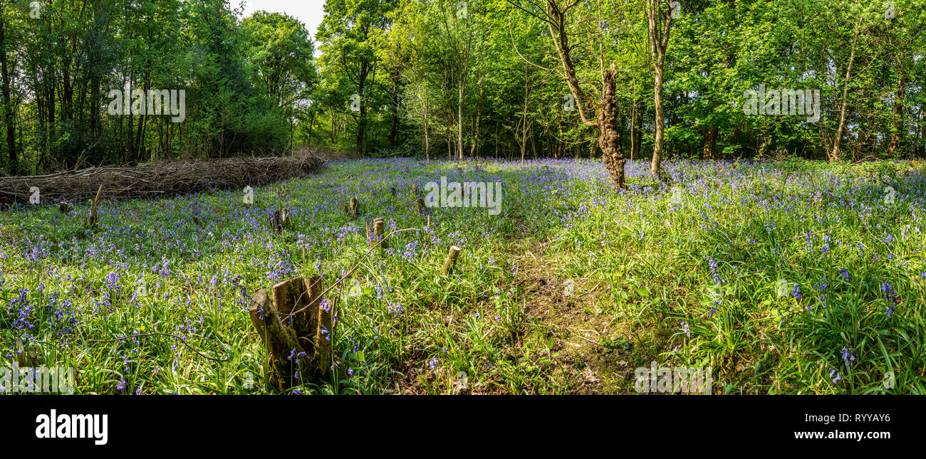 A carpet of bluebells in a wood or forest in the UK Stock Photo