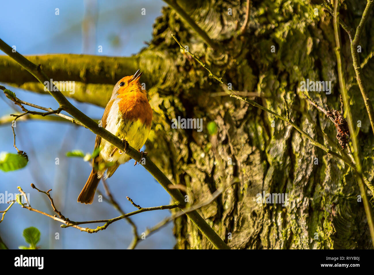 A british european robin singing in a tree Stock Photo