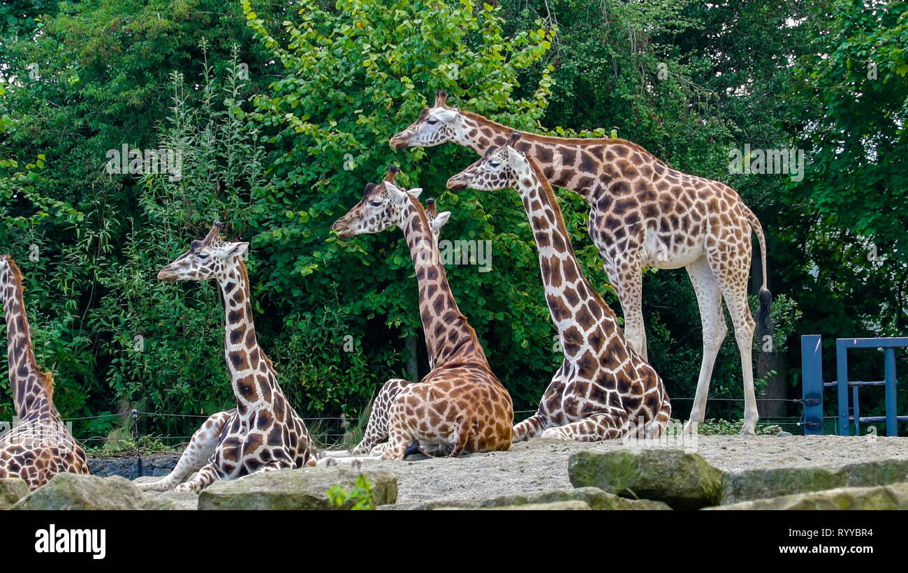 Giraffe Eating Plants High Resolution Stock Photography and Images - Alamy