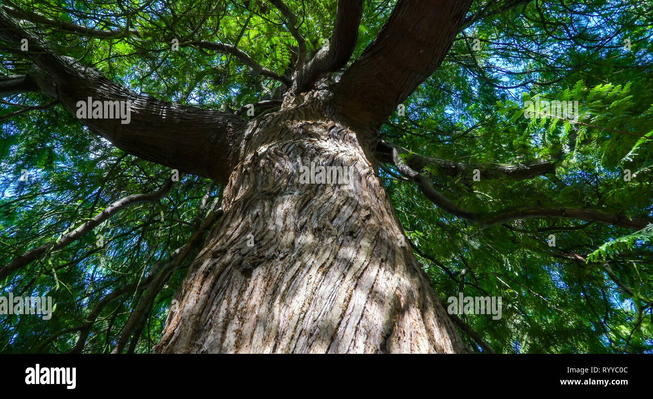 Tree with big trunk hires stock photography and images Alamy
