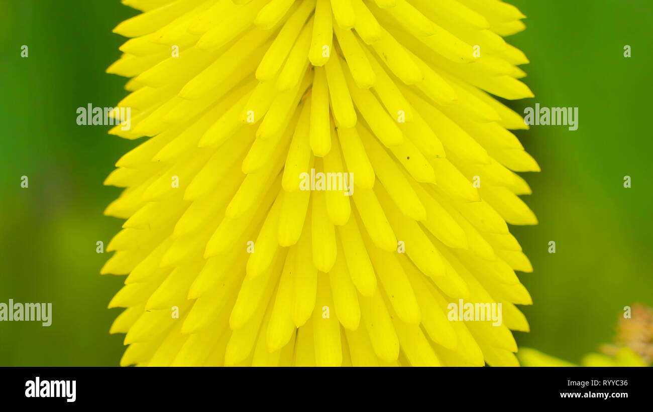 Long thin petals hires stock photography and images Alamy