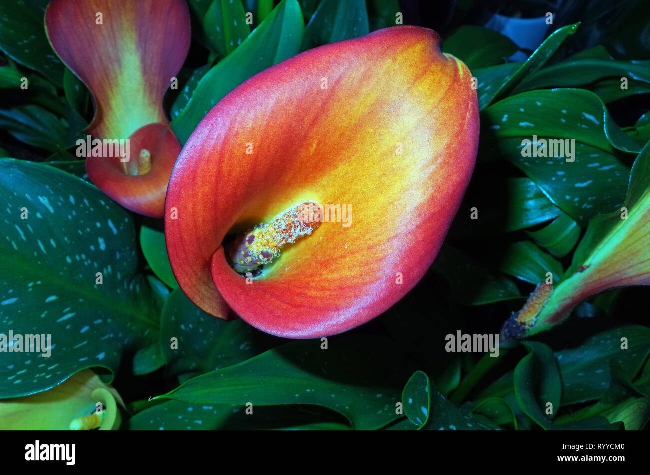 Red aurum lily (zantedeschia rehmanli) closeup Stock Photo Alamy