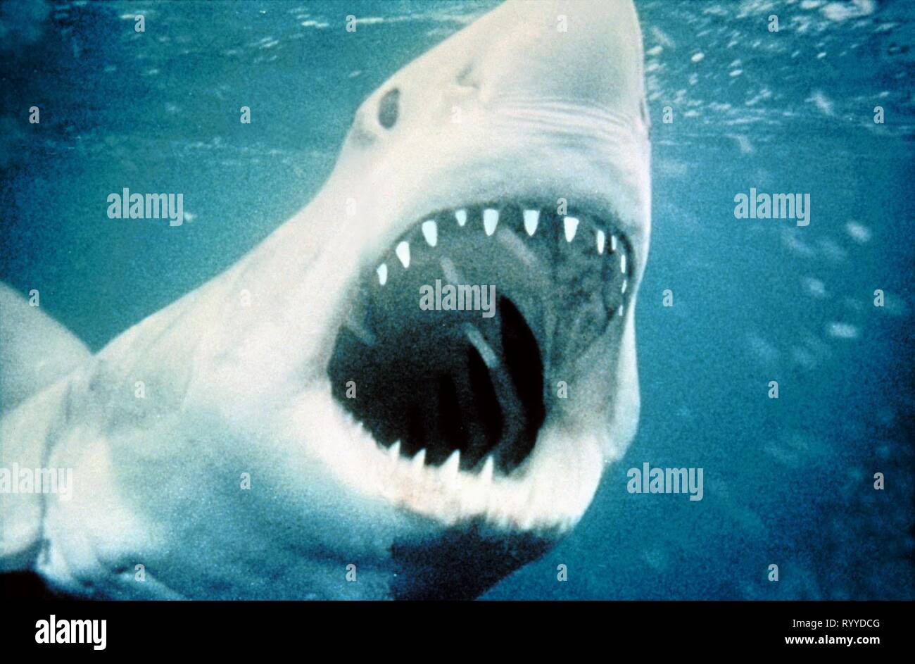 GREAT WHITE SHARK, JAWS, 1975 Stock Photo - Alamy