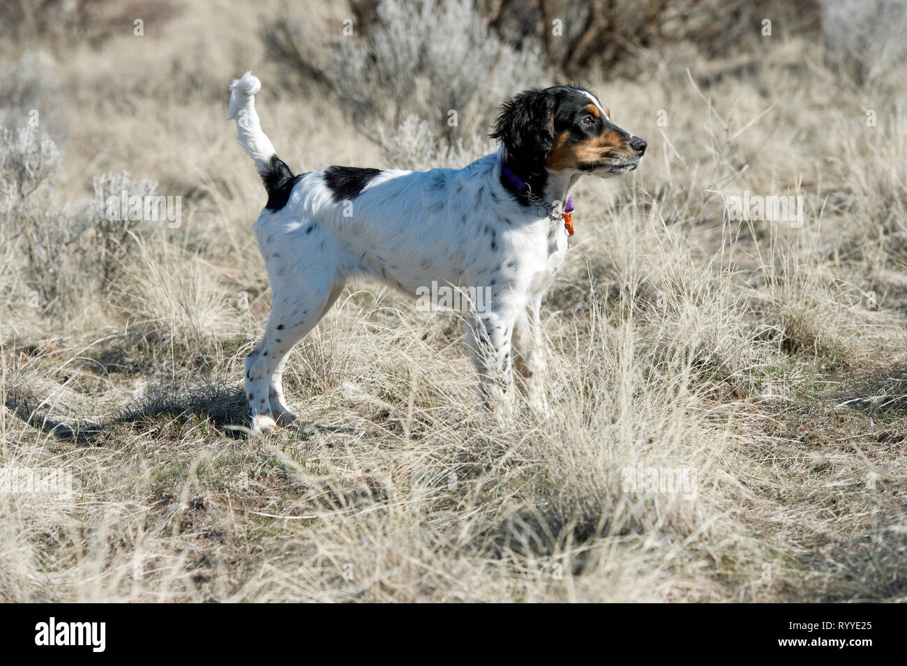 Four-and-a half month old English setter puppy Stock Photo