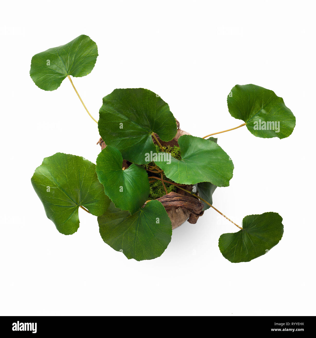 Green potted plant isolated on white background Stock Photo - Alamy