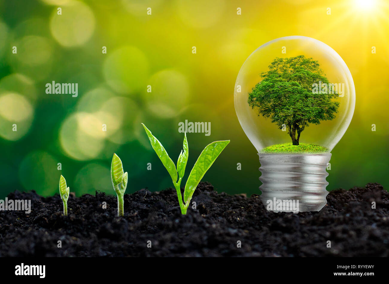 The bulb is located on the inside with leaves forest and the trees are