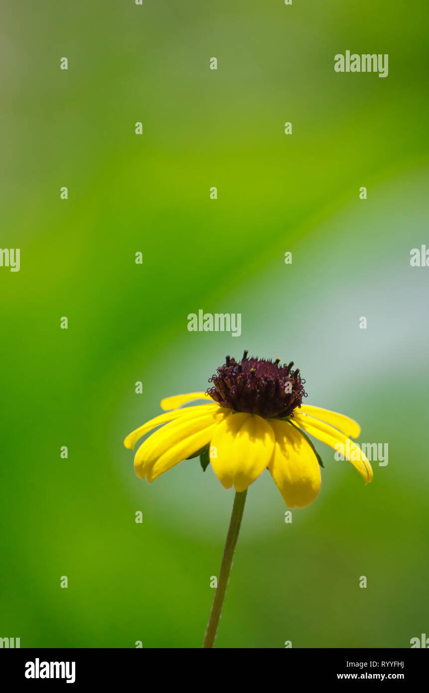 Closeup of black eyed Susan flower with blurred green background, vertical wallpaper with copy space, beautiful summer scene in garden, gardening Stock Photo