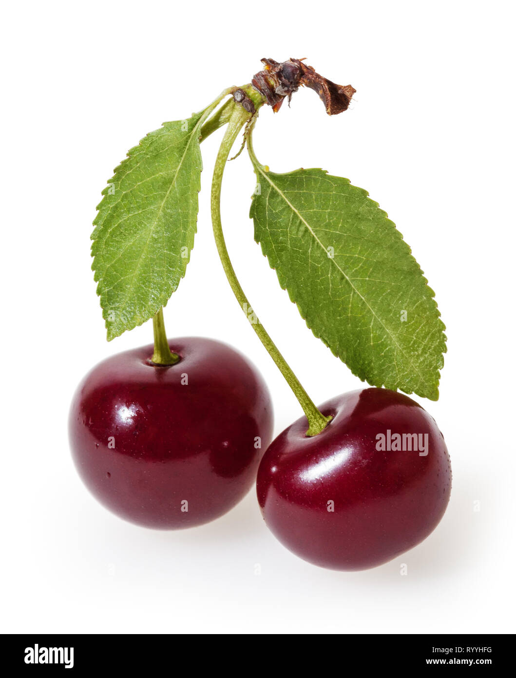 Cherry isolated on white background with clipping path Stock Photo