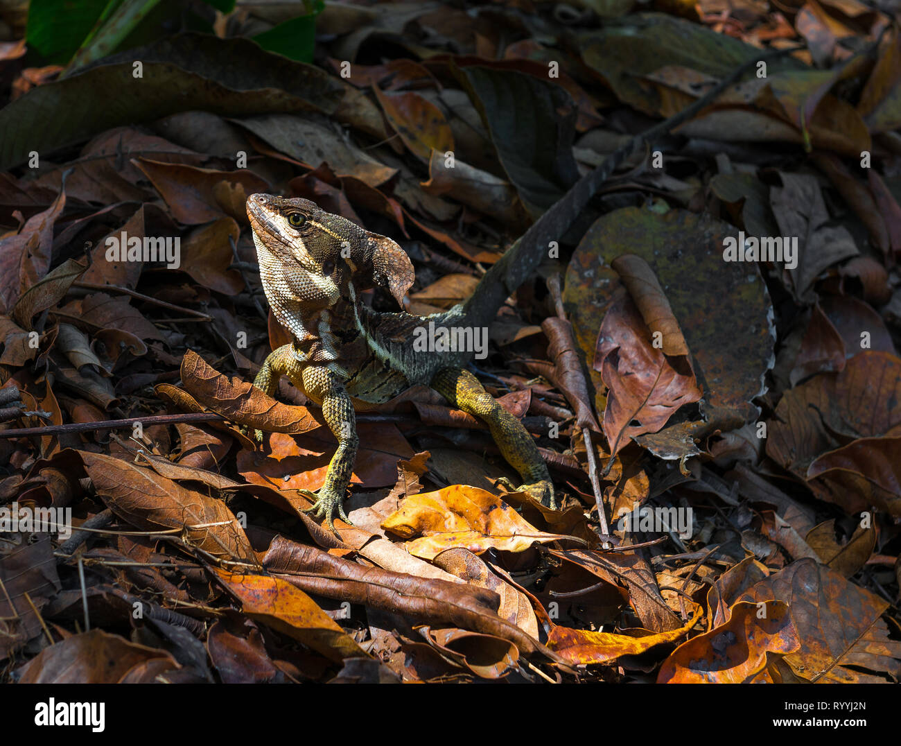 A Jezus Christ lizard or Basilisk (Basiliscus basiliscus) in its natural environment inside Corcovado national park, Osa Peninsula, Costa Rica, Centra Stock Photo