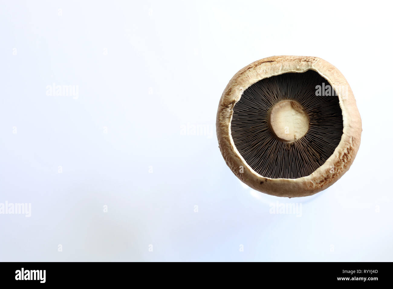 Portobello farm hires stock photography and images Alamy