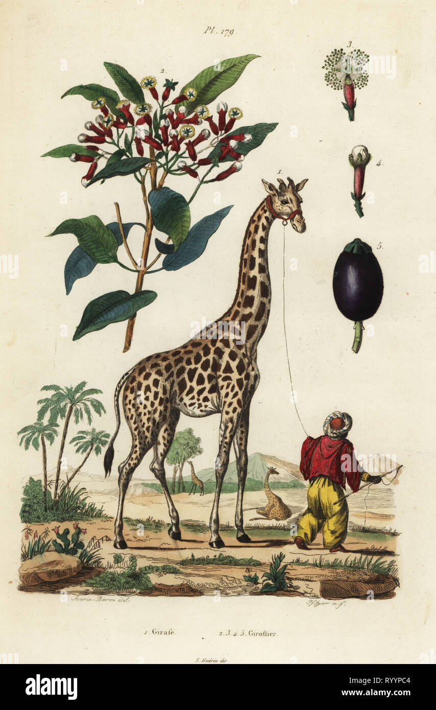 Giraffe, Giraffa camelopardalis, with handler and clove tree, Syzygium aromaticum. Handcoloured steel engraving by Pfitzer after an illustration by A. Carie Baron from Felix-Edouard Guerin-Meneville's Dictionnaire Pittoresque d'Histoire Naturelle (Picturesque Dictionary of Natural History), Paris, 1834-39. Stock Photo