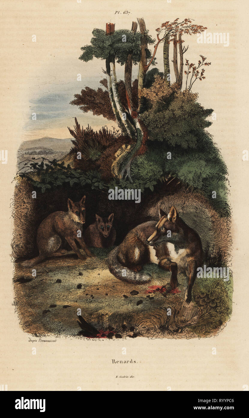 Red foxes, Vulpes vulpes, outside a den. Handcoloured steel engraving after an illustration by Jacques Raymond Brascassat from Felix-Edouard Guerin-Meneville's Dictionnaire Pittoresque d'Histoire Naturelle (Picturesque Dictionary of Natural History), Paris, 1834-39. Stock Photo