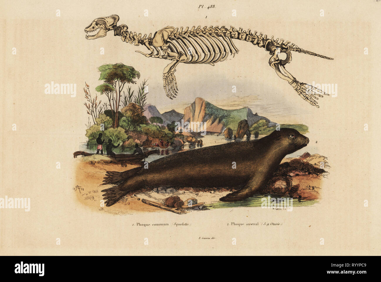 Skeleton of the common seal, Phoca vitulina 1, and Australian sea lion, Neophoca cinerea 2. Phoque commun squelette, Phoque austral (s.g. Otarie). Handcoloured steel engraving by du Casse after an illustration by Adolph Fries from Felix-Edouard Guerin-Meneville's Dictionnaire Pittoresque d'Histoire Naturelle (Picturesque Dictionary of Natural History), Paris, 1834-39. Stock Photo