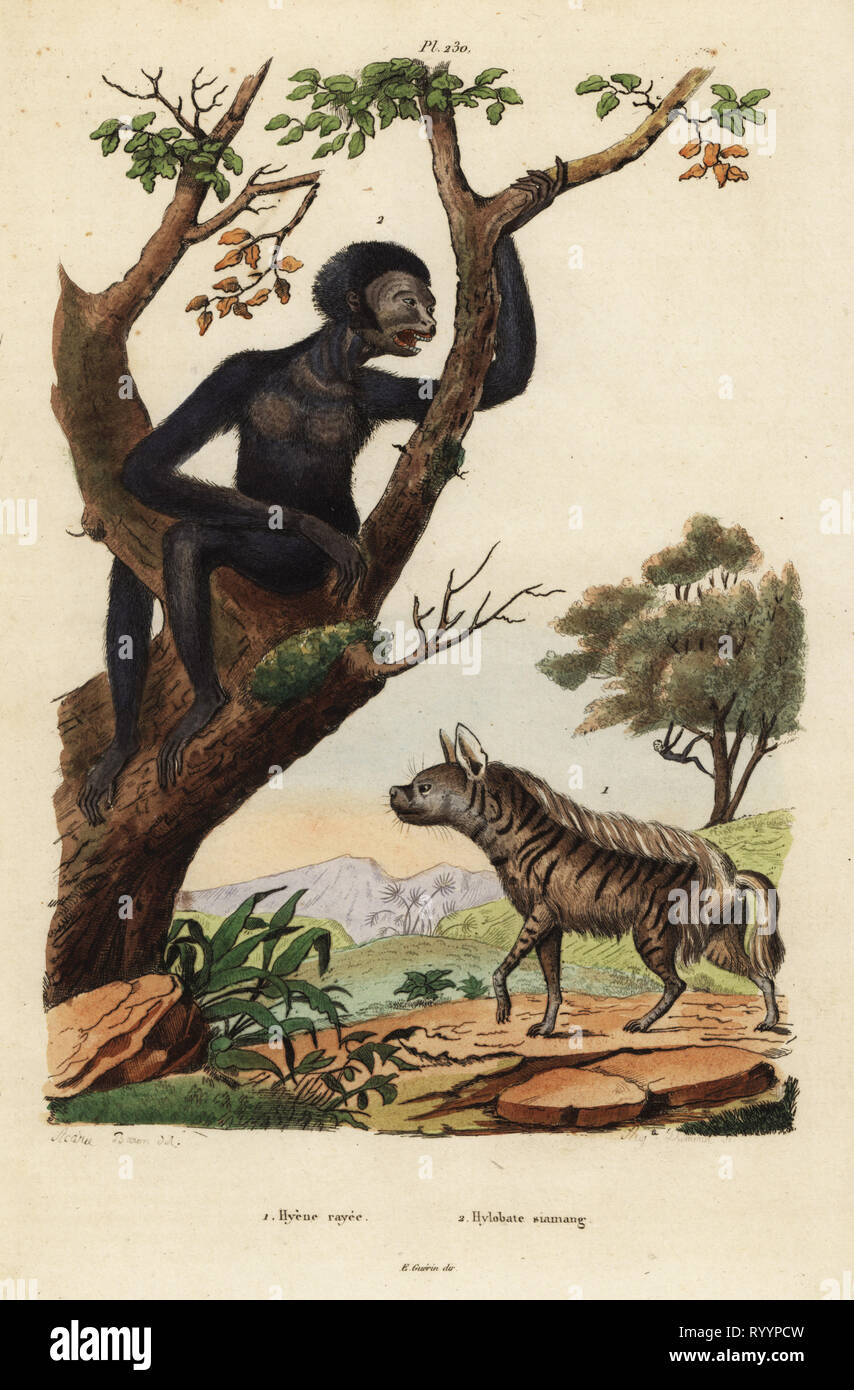 Striped hyena, Hyaena hyaena 1, and siamang, Symphalangus syndactylus, endangered 2. Hyene raye, Hylobate siamang. Handcoloured steel engraving by August Dumenil after an illustration by A. Carie Baron from Felix-Edouard Guerin-Meneville's Dictionnaire Pittoresque d'Histoire Naturelle (Picturesque Dictionary of Natural History), Paris, 1834-39. Stock Photo