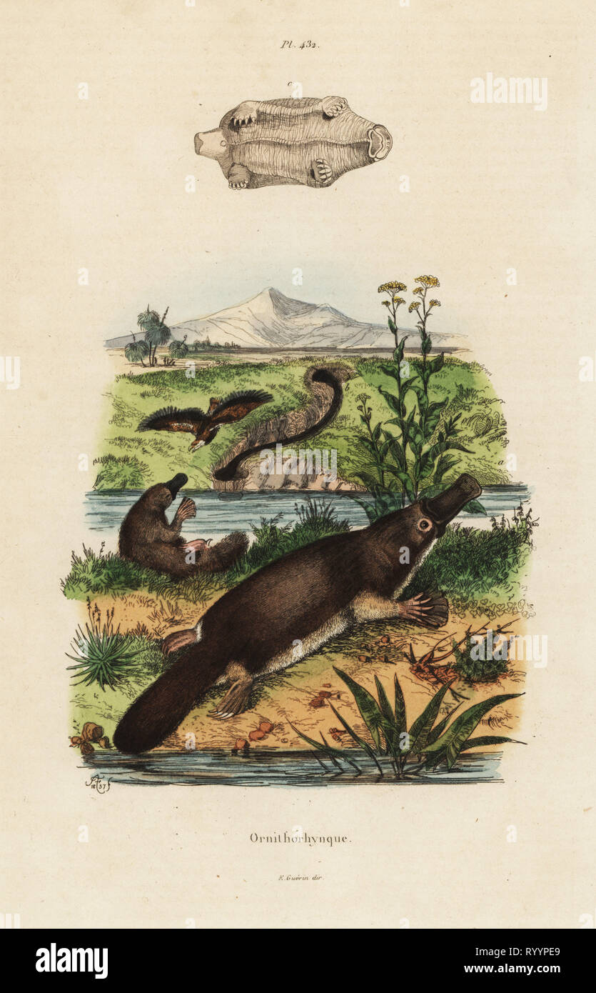 Duck-billed platypus, Ornithorhynchus anatinus. Handcoloured steel engraving after an illustration by Adolph Fries from Felix-Edouard Guerin-Meneville's Dictionnaire Pittoresque d'Histoire Naturelle (Picturesque Dictionary of Natural History), Paris, 1834-39. Stock Photo