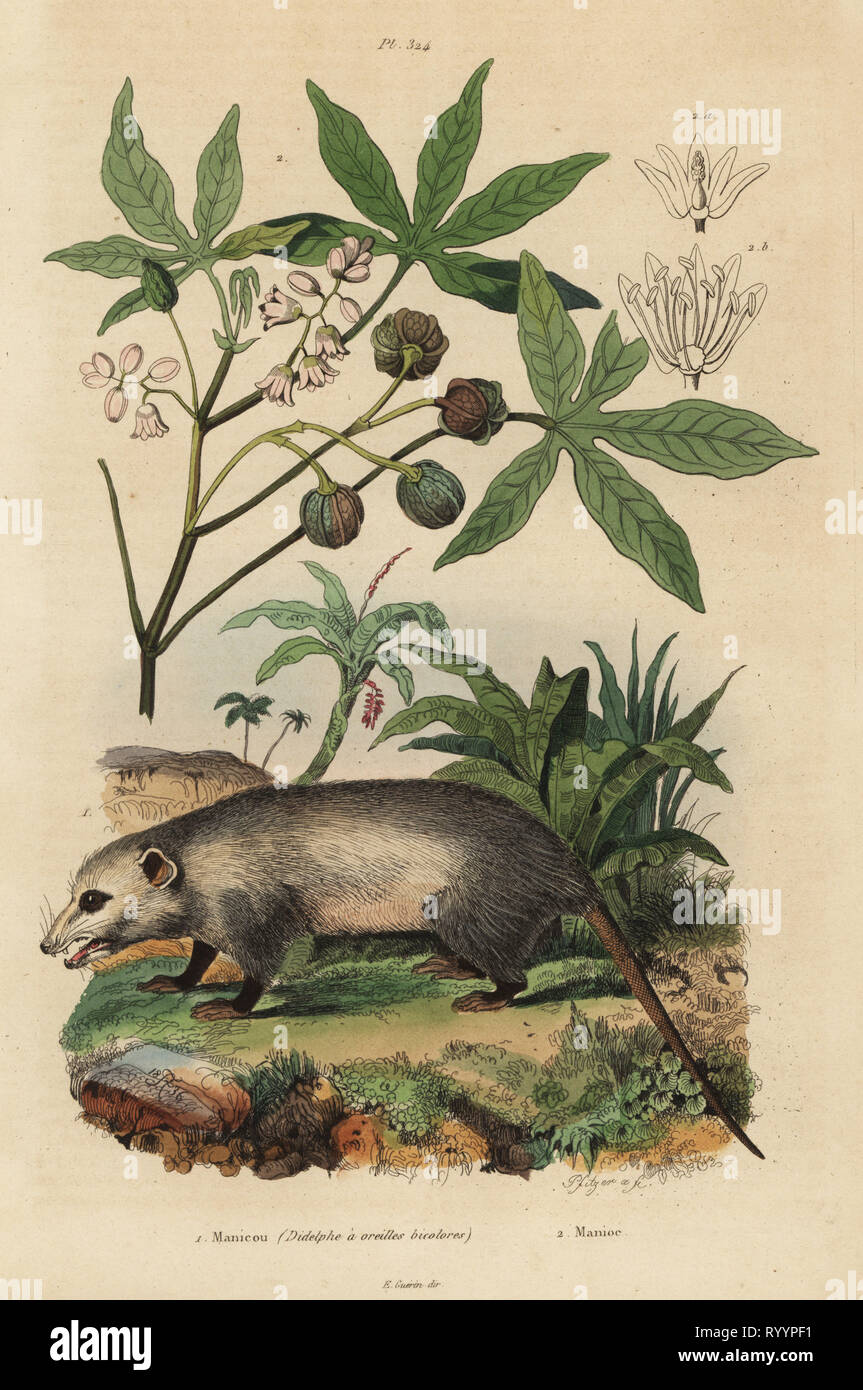 Virginia opossum, Didelphis virginiana 1, and cassava or yuca, Manihot esculenta 2. Manicou (Didelphe a oreilles bicolores), Manioc. Handcoloured steel engraving by Pfitzer after an illustration by Adolph Fries from Felix-Edouard Guerin-Meneville's Dictionnaire Pittoresque d'Histoire Naturelle (Picturesque Dictionary of Natural History), Paris, 1834-39. Stock Photo