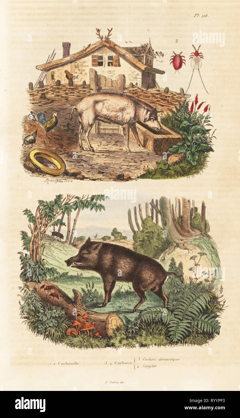 Domestic pig, Sus scrofa domesticus 3, wild boar, Sus scrofa 4 and cochineal beetle, Dactylopius coccus 1,2. Cochinelle, cochon domestique, sanglier. Handcoloured steel engraving from Felix-Edouard Guerin-Meneville's Dictionnaire Pittoresque d'Histoire Naturelle (Picturesque Dictionary of Natural History), Paris, 1834-39. Stock Photo