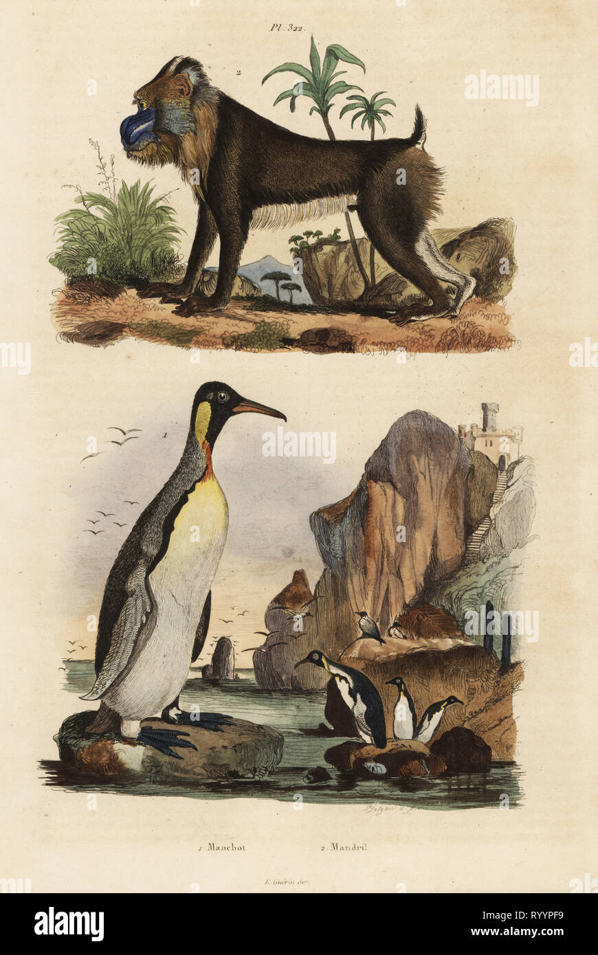 King penguin, Aptenodytes patagonicus 1, and mandrill, Mandrillus sphinx, vulnerable, 2. Manchot, mandril. Handcoloured steel engraving by Pfitzer after an illustration by Adolph Fries from Felix-Edouard Guerin-Meneville's Dictionnaire Pittoresque d'Histoire  Naturelle (Picturesque Dictionary of Natural History), Paris, 1834-39. Stock Photo