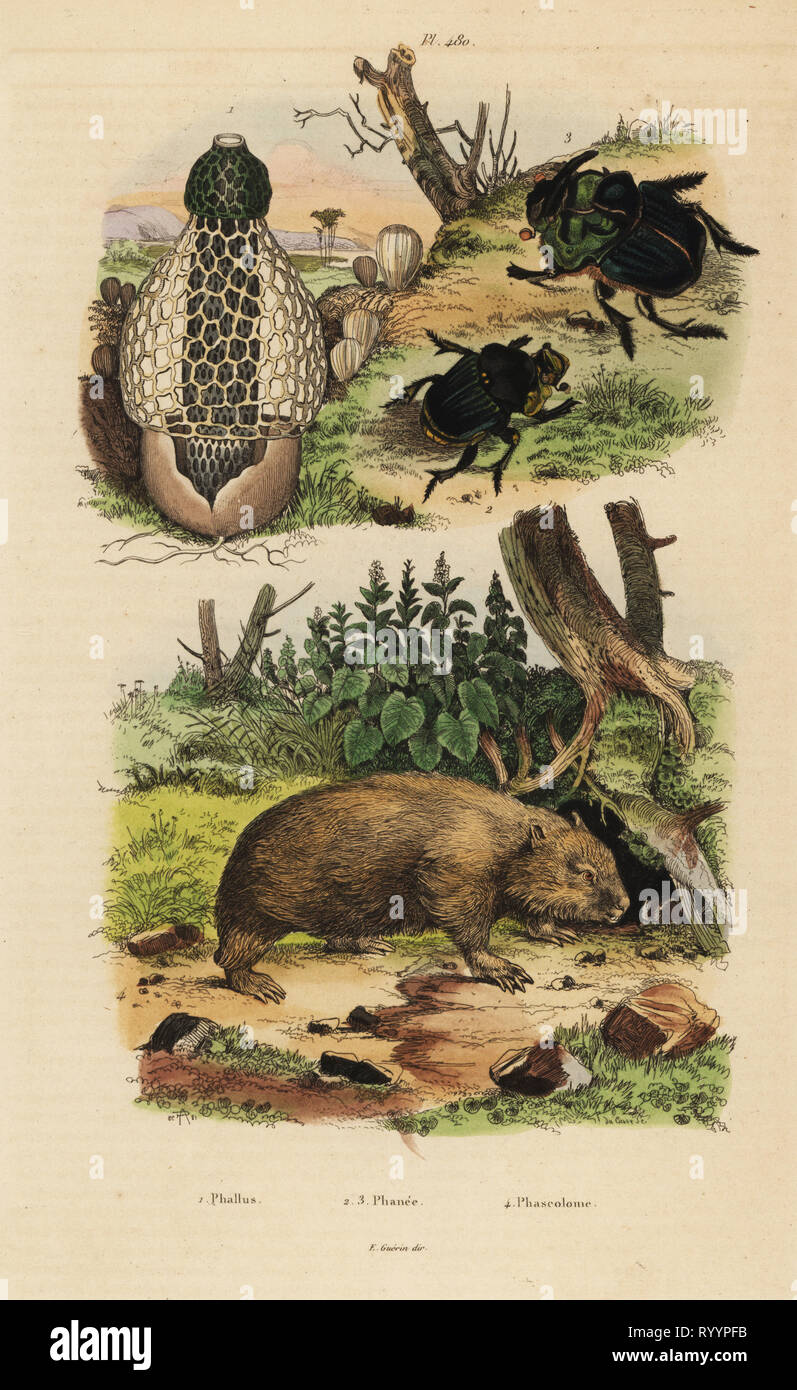 Bamboo fungus, Phallus indusiatus 1, scarab dung beetles, Coprophanaeus ensifer 2 and Diabroctis mimas 3, and common wombat, Vombatus ursinus 4. Phallus, phanee, phascolome. Handcoloured steel engraving by du Casse after an illustration by Adolph Fries from Felix-Edouard Guerin-Meneville's Dictionnaire Pittoresque d'Histoire Naturelle (Picturesque Dictionary of Natural History), Paris, 1834-39. Stock Photo
