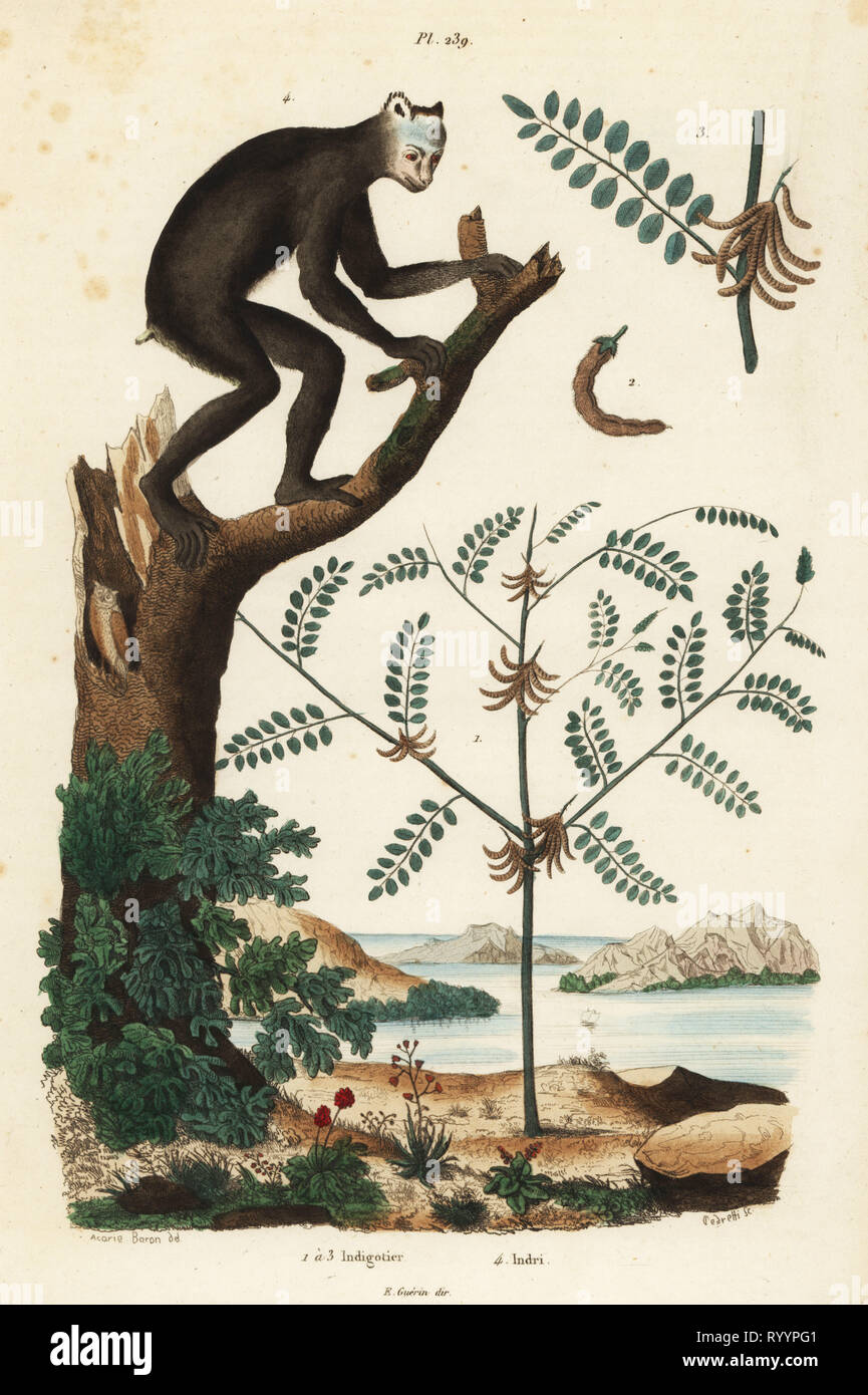 Indigo plant, Indigofera atropurpurea 1-3, and indri or babakoto, Indri indri, critically endangered lemur 4. Indigotier, indri. Handcoloured steel engraving by Pedretti after an illustration by A. Carie Baron from Felix-Edouard Guerin-Meneville's Dictionnaire Pittoresque d'Histoire Naturelle (Picturesque Dictionary of Natural History), Paris, 1834-39. Stock Photo