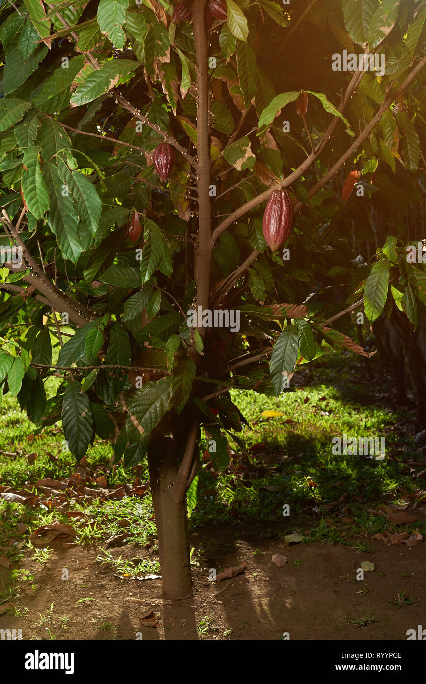 One chocolate tree with pods on branches in bright sun day Stock Photo