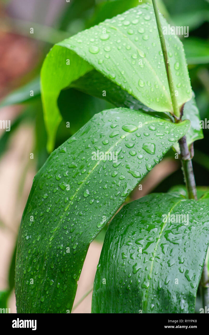 Close up of tiger grass leaves after rain Stock Photo