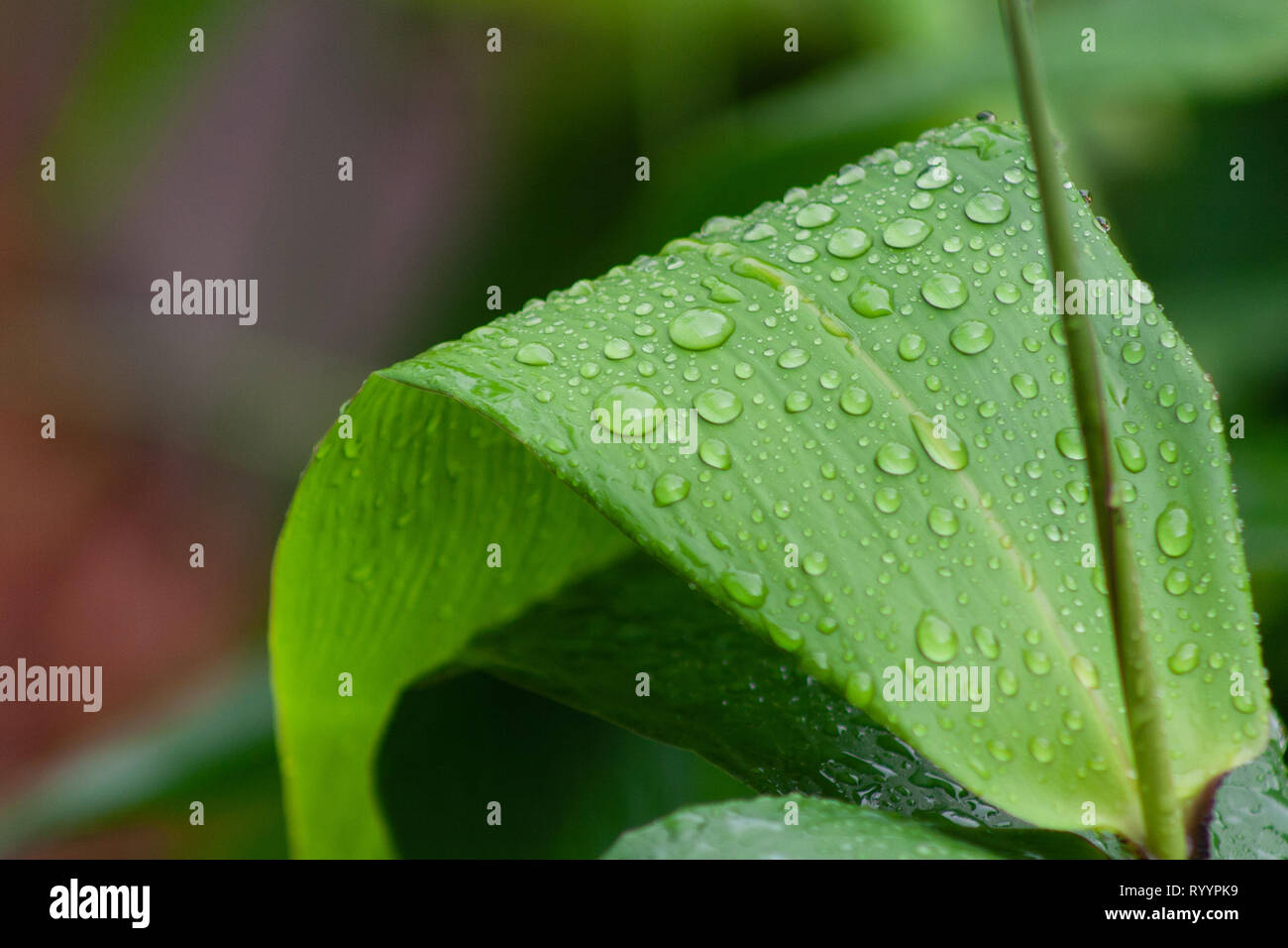 Close up of tiger grass leaves after rain Stock Photo