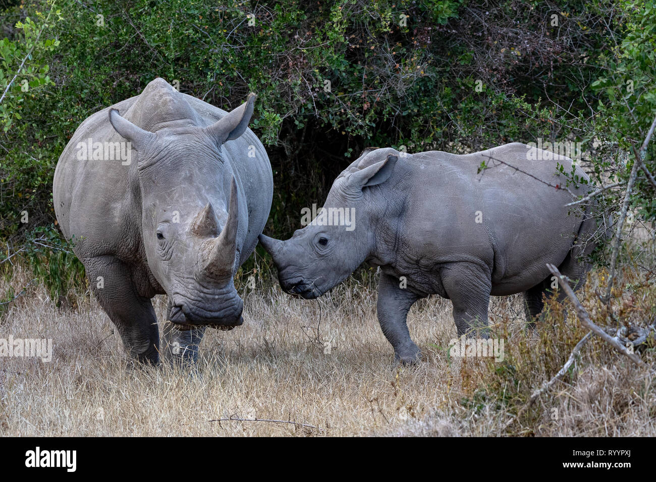 Endangered White Rhinoceros, Kenya, Africa Stock Photo