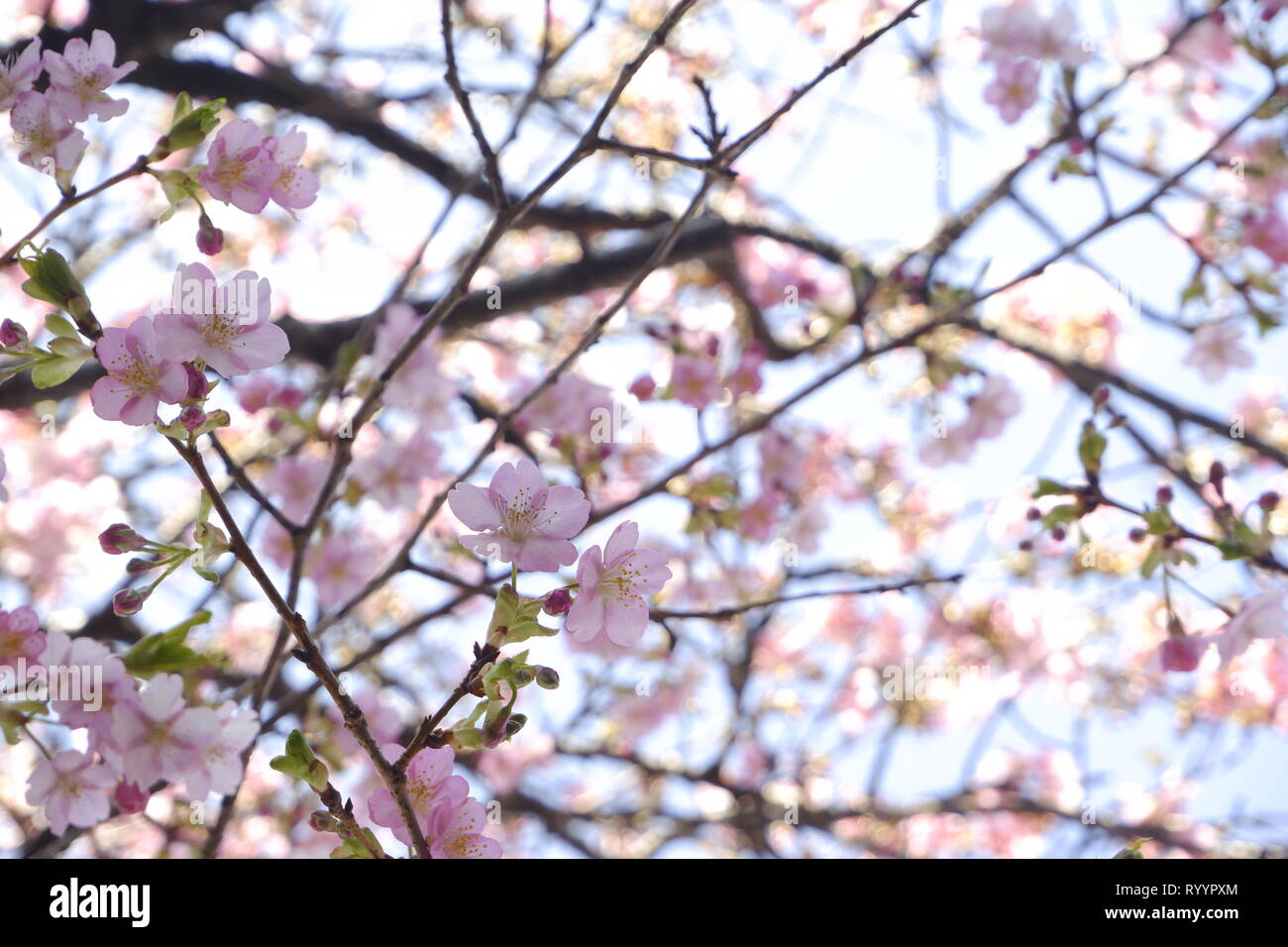 close-up Japan cherry blossom pink flower sakura branch nature ...