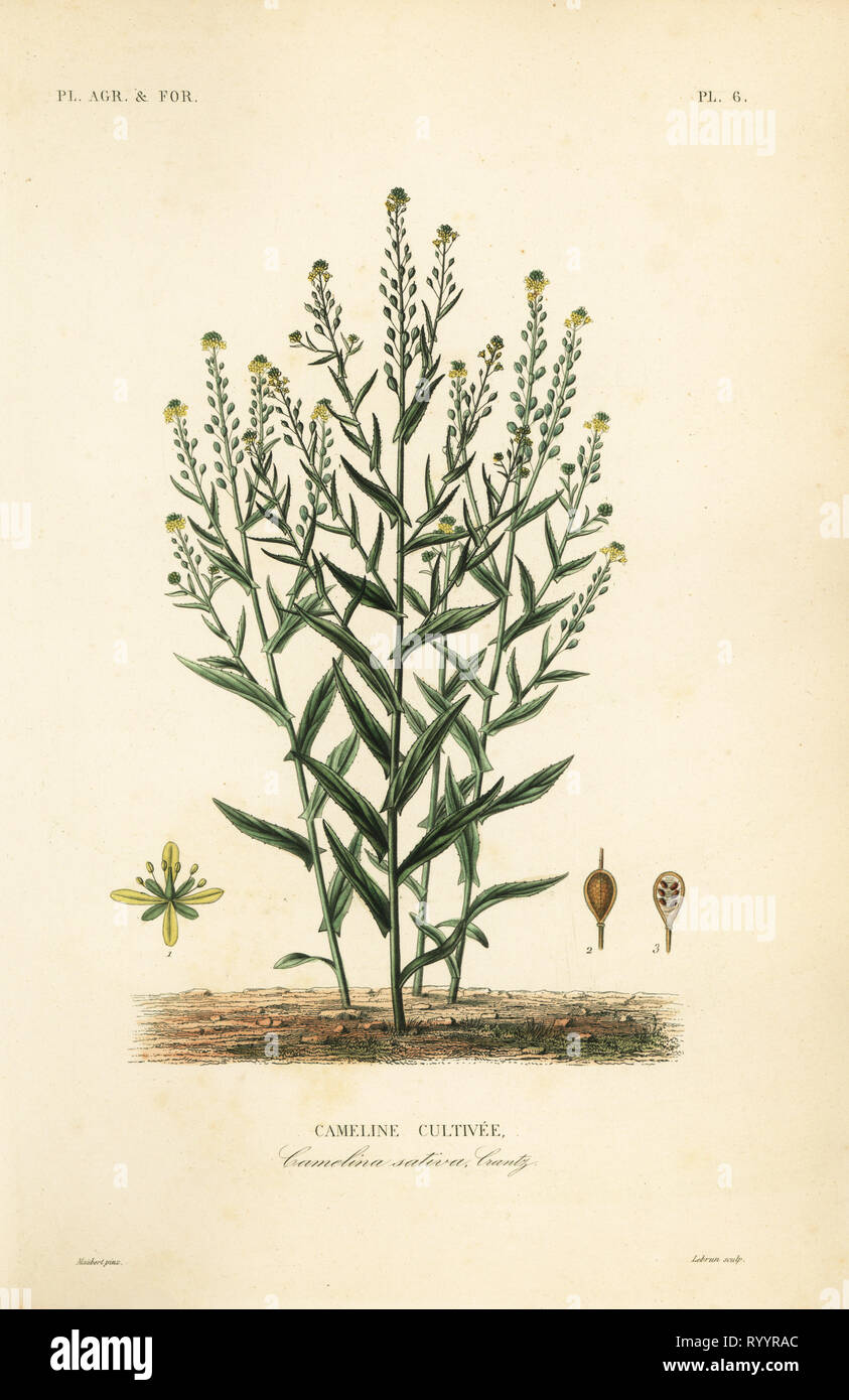 Camelina or false flax, Camelina sativa, Cameline cultivee. Handcoloured steel engraving by L. Lebrun after a botanical illustration by Edouard Maubert from Pierre Oscar Reveil, A. Dupuis, Fr. Gerard and Francois Herincq’s La Regne Vegetal: Planets Agricoles et Forestieres, L. Guerin, Paris, 1864-1871. Stock Photo
