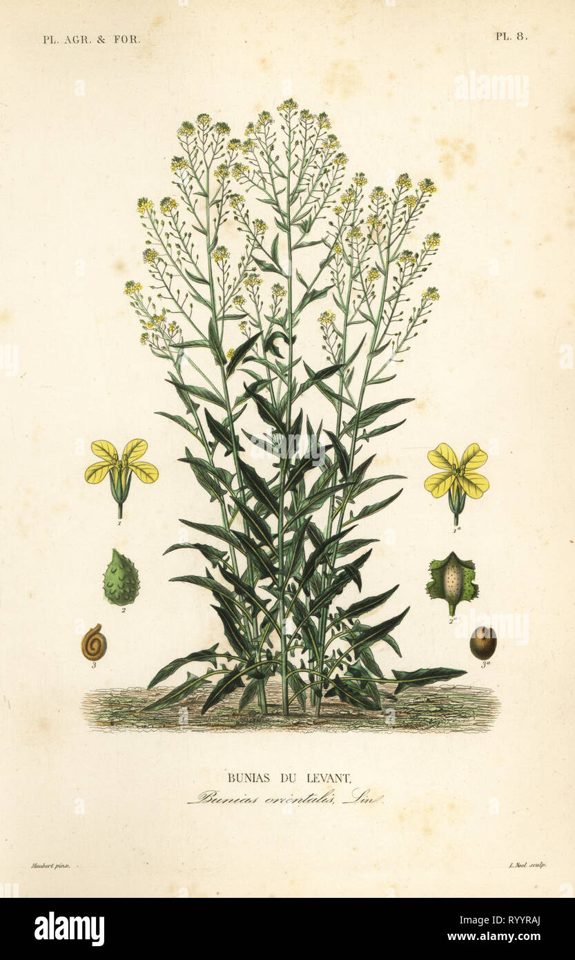 Turkish wartycabbage or Turkish rocket, Bunias orientalis, Bunias de Levant. Handcoloured steel engraving by Alphonse-Leon Noel after a botanical illustration by Edouard Maubert from Pierre Oscar Reveil, A. Dupuis, Fr. Gerard and Francois Herincq’s La Regne Vegetal: Planets Agricoles et Forestieres, L. Guerin, Paris, 1864-1871. Stock Photo