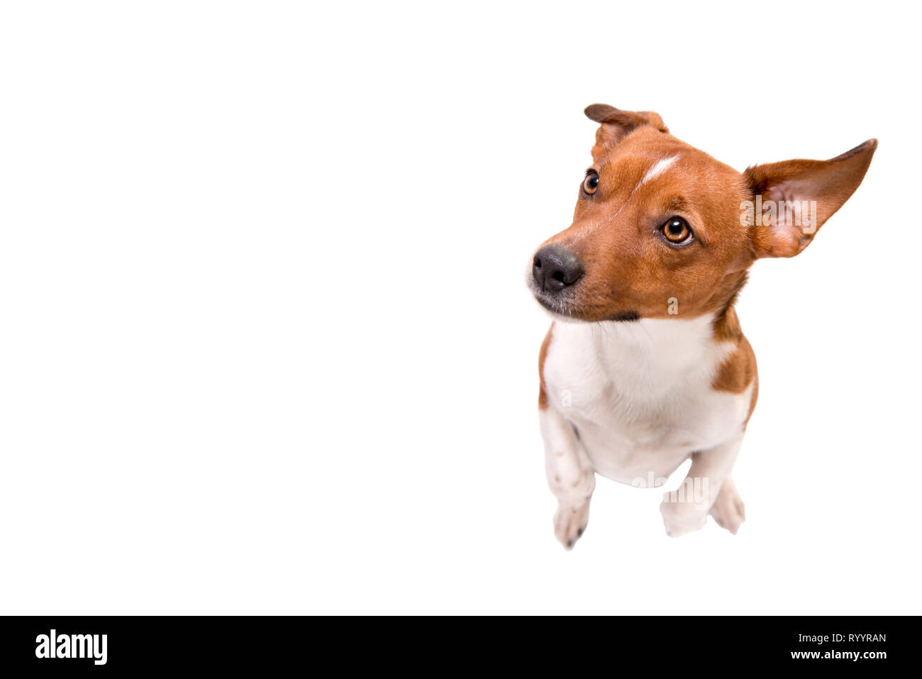 Small Dog Is Sitting On His Legs And Looks Upwards Jack Russell