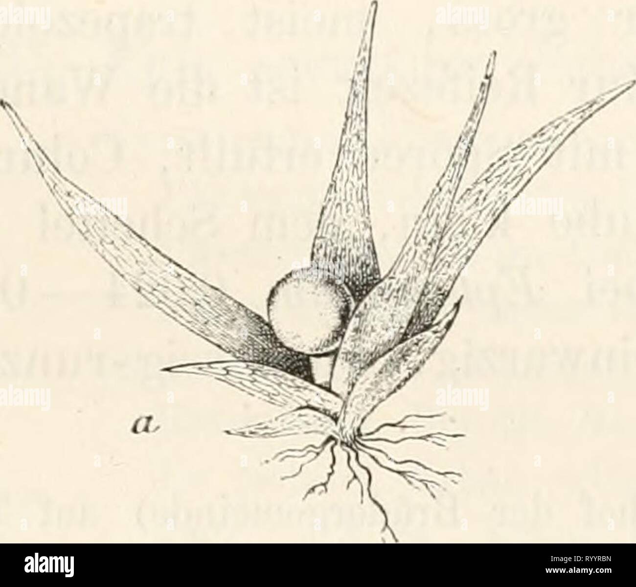 Dr L Rabenhorst's Kryptogamen-Flora von Dr. L. Rabenhorst's Kryptogamen-Flora von Deutschland, Oesterreich und der Schweiz . drlrabenhorstskr0401rabe Year: 1890  1G3 Epheracrum longitblium Philib. Rev. bryol. l&7b, p. 4S. Eplieinerum Philiberti Bescli. Eev. bryol. 1881, p. 48. Sammlungen: Breutel, Muse, frond. exs. No. 136. Einhäusig; die terminal angelegte Antheridiengruppe später direkt unter den $ Hüllblättern; Antheridien zu 3 und 4, farblos, Schlauch oval, etwa 0,07 mm lang, Paraphysen vereinzelt, faden- Fig. 60. Stock Photo