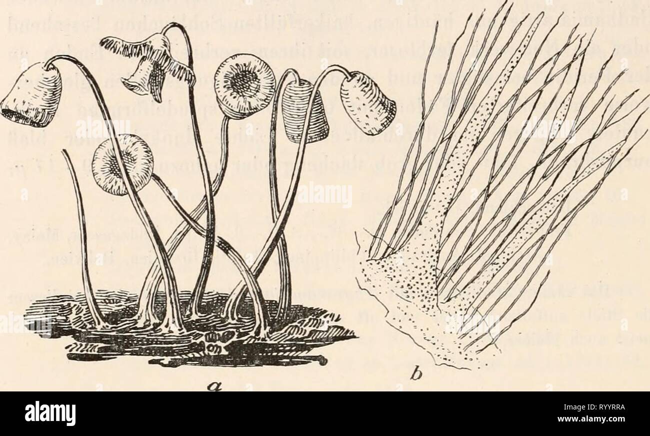 Dr L Rabenhorst's Kryptogamen-Flora von Dr. L. Rabenhorst's Kryptogamen-Flora von Deutschland, Oesterreich und der Schweiz . drlrabenhorstskr0110rabe Year: 1920  162 Tilmadoche hians Eost. Monogr. App. (1876), 14. Physarella mirabilis Peck in Bull. Torrey Bot. Club IX (1882), 61, pl. 24, fig. 1—6; Lister Monogr. ed. 1, 68, pl. XXV, B, fig. a—c. Tilmadoche rainuta Bari, in Sacc. Syll. VII (1888), 361.    Fig. 63. Physarella ohlouga (Berkeley et Curtis) Morgan. i) Sporaugieugruppe ('7i); t) Ca])illitiuni mit Kalkknoten und 2 kalkführeuden, dornartigeu Fortsätzen (260/,). — Nach Lister. Plasmodiu Stock Photo