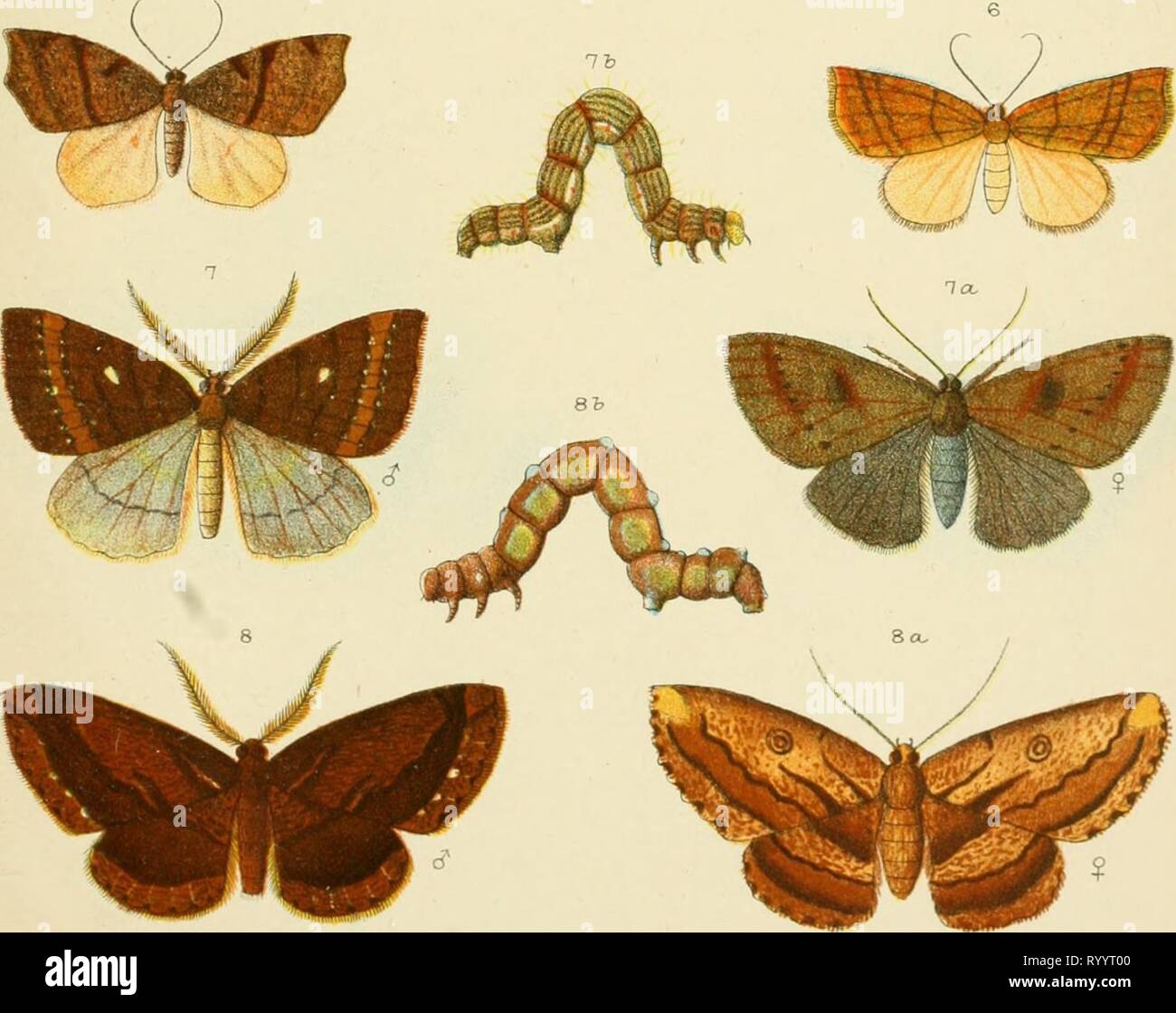 Nz Insect Identification An elementary manual of New An elementary manual of New Zealand ...