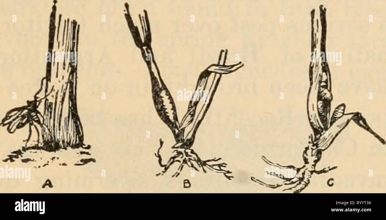 Elementary principles of agriculture  Elementary principles of agriculture : a text book for the common schools . elementaryprinci02ferg Year: 1913  Some Special Injurious Insects 169    at night; usually in the afternoons. In wet weather the corn may be protected by a line of tar or crude oil. Chinch bugs pass the winter in tufts of grass (Fig. 105). 236. The Hessian Fly is a native of Europe and is supposed to hiive been introduced into America by the Hessian soldiers in the Revolutionary War; hence the name. Next to the chinch bug it is the most serious in- sect pest of the wheat crop. It h Stock Photo