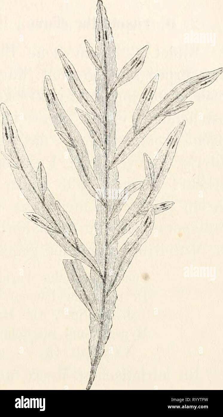 Dr L Rabenhorst's Kryptogamen-Flora von Dr. L. Rabenhorst's Kryptogamen-Flora von Deutschland, Oesterreich und der Schweiz . drlrabenhorstskr02rabe Year: 1885  175 ji. aii|&gt;,iistifoliii. Thallus 3—8 cm hoch. Blattli stengelig', 1—2 mm breit, bisweilen gegen die Spitze mikroskopisch ge- zähnt. Die paarigen Tetrasporangien- gruppen linear, meist verkürzt, oft zusammentliessend, hänüg in der Mitte jüngerer Blättchen. Hypoi^lossmu Woodwardi ß. an- gustifolimn Kiitz. Pliyc. gerni. p. 334. Hypoglossum nümitum Kiitz. Spec. Alg. p. S7.5. — Id. Tab. phyc. XVI. Tab. 14. Im adriatischen Meere. F. cfis Stock Photo