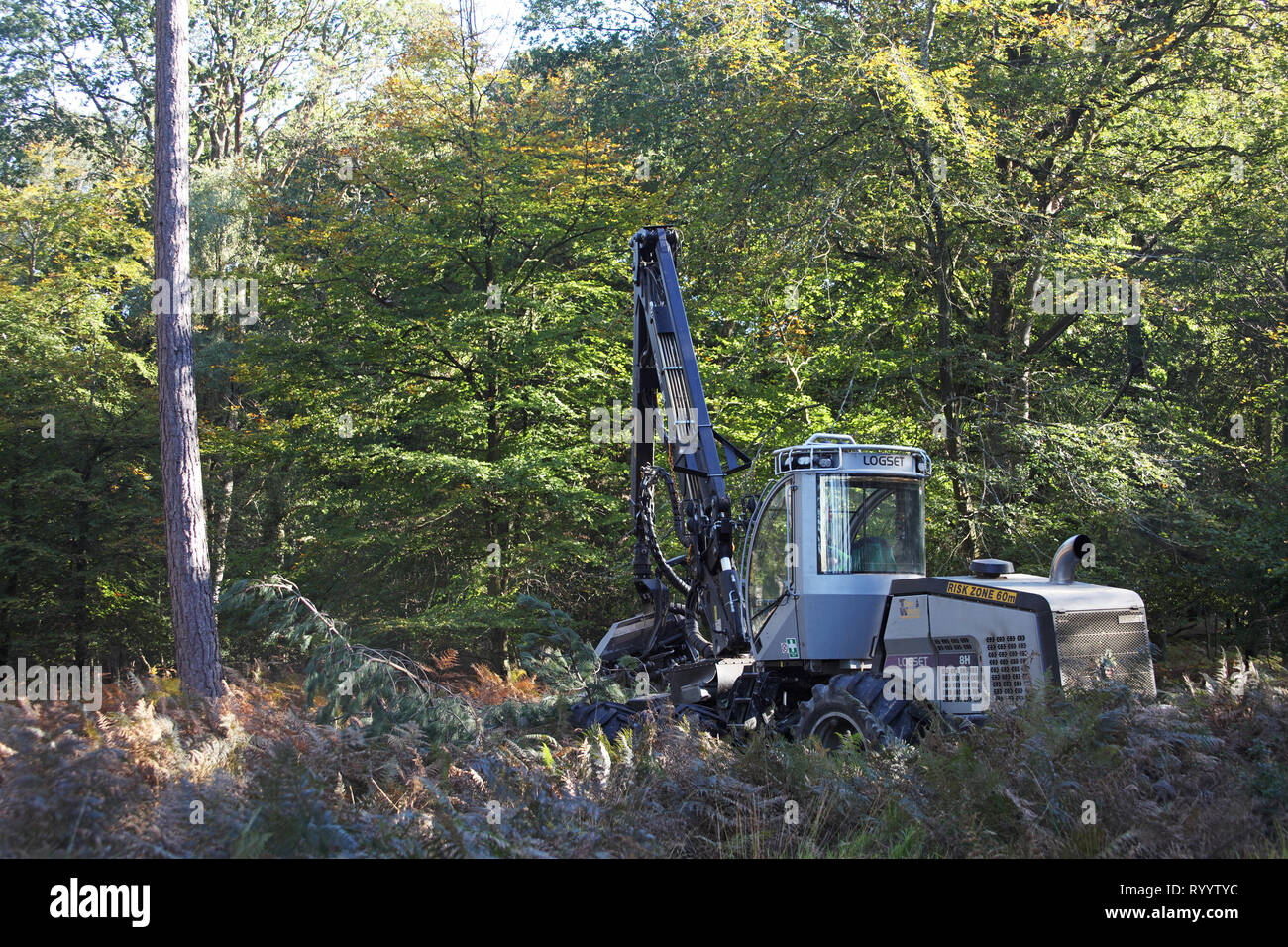 Tree felling Frame Heath Inclosure New Forest National Park Hampshire ...