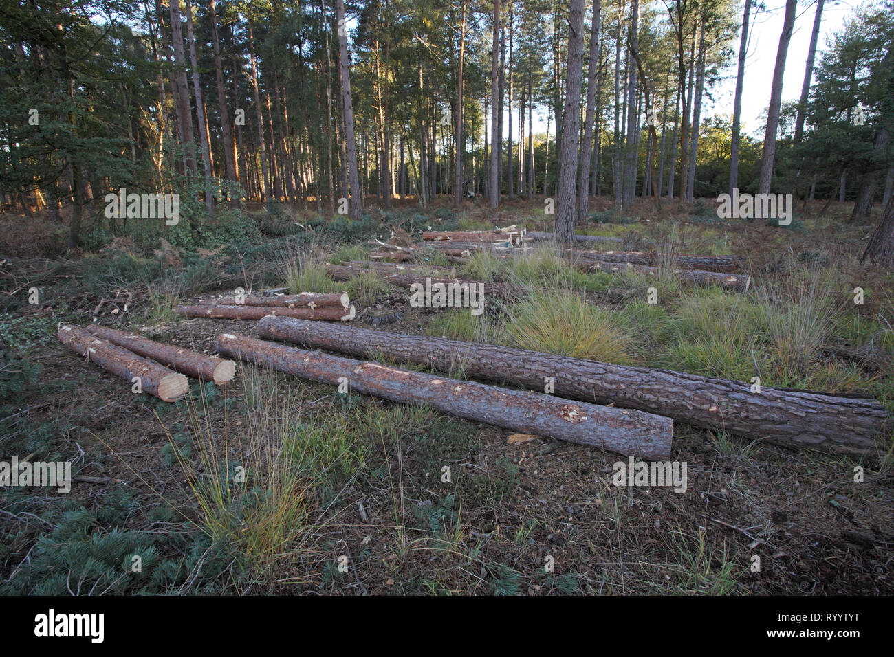 Tree felling Frame Heath Inclosure New Forest National Park Hampshire ...