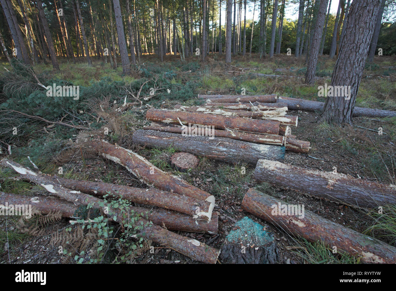 Tree felling Frame Heath Inclosure New Forest National Park Hampshire ...