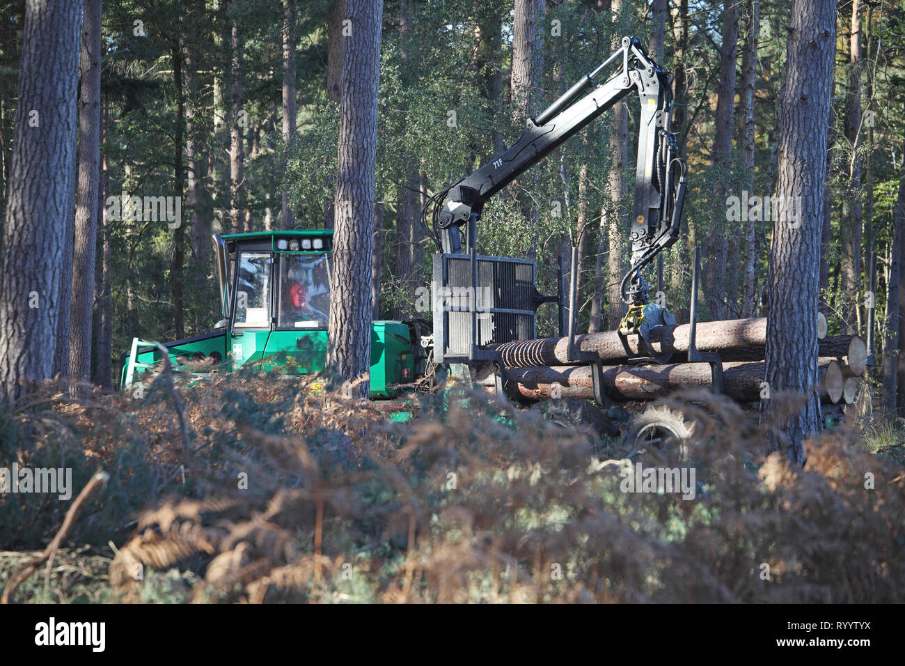 Tree felling Frame Heath Inclosure New Forest National Park Hampshire ...