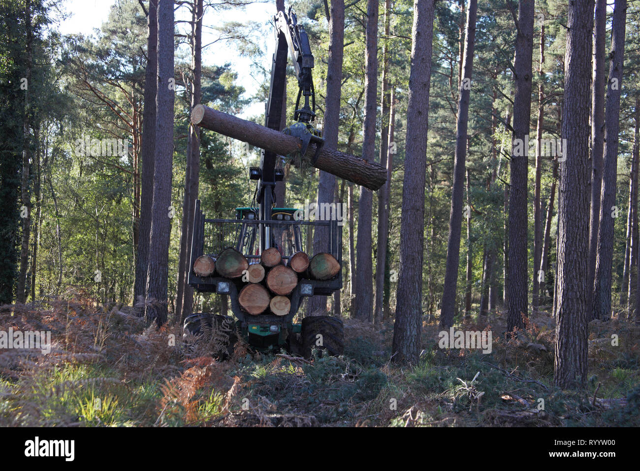 Tree felling Frame Heath Inclosure New Forest National Park Hampshire ...