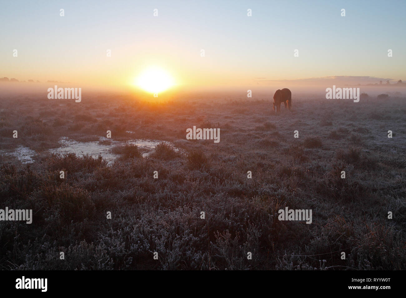New Forest pony on Ocknell Plain at sunrise New Forest National Park Hampshire England UK Stock Photo