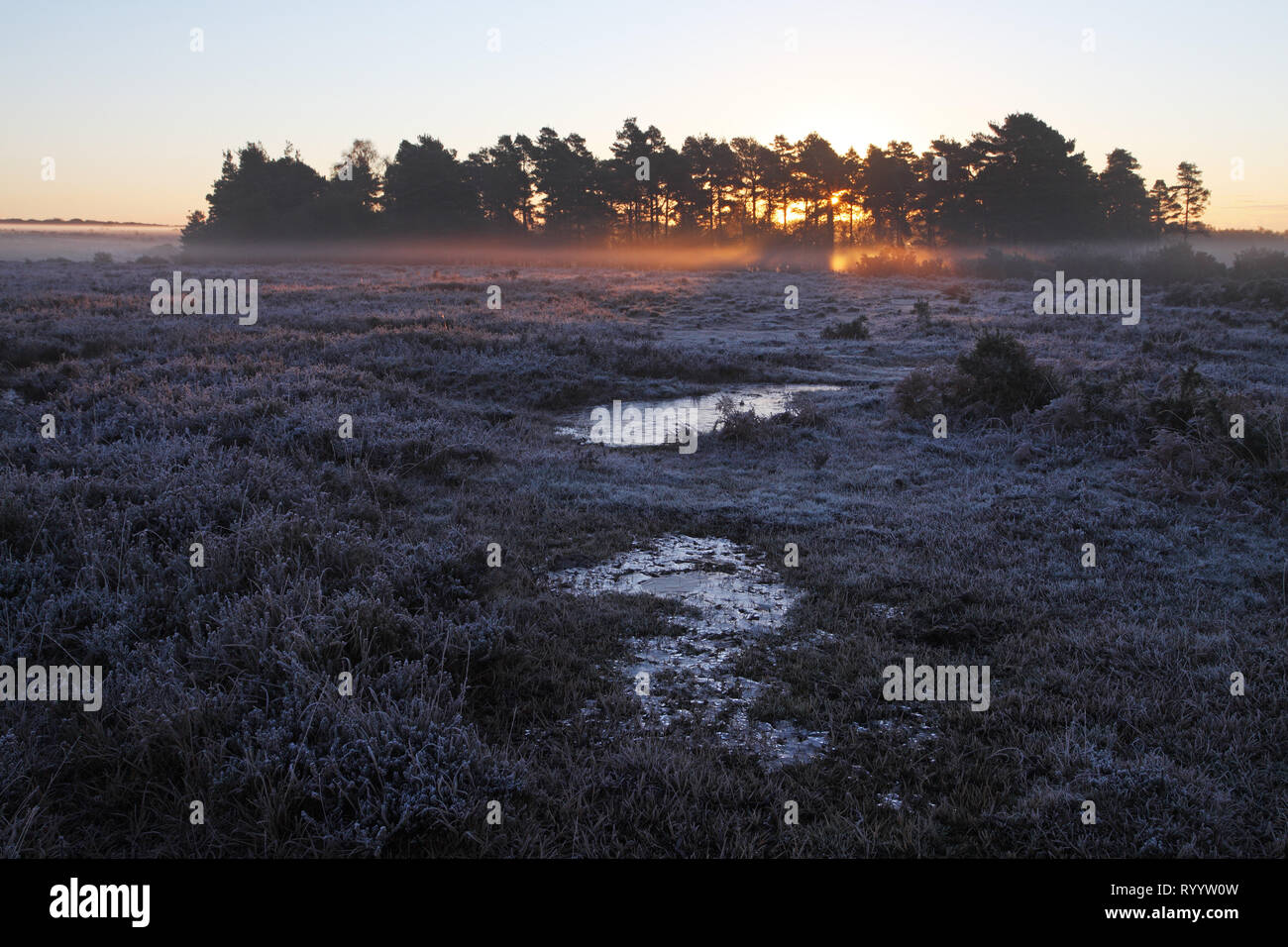 View from Ocknell Plain to Slufters Inclosure New Forest National Park Hampshire England UK Stock Photo