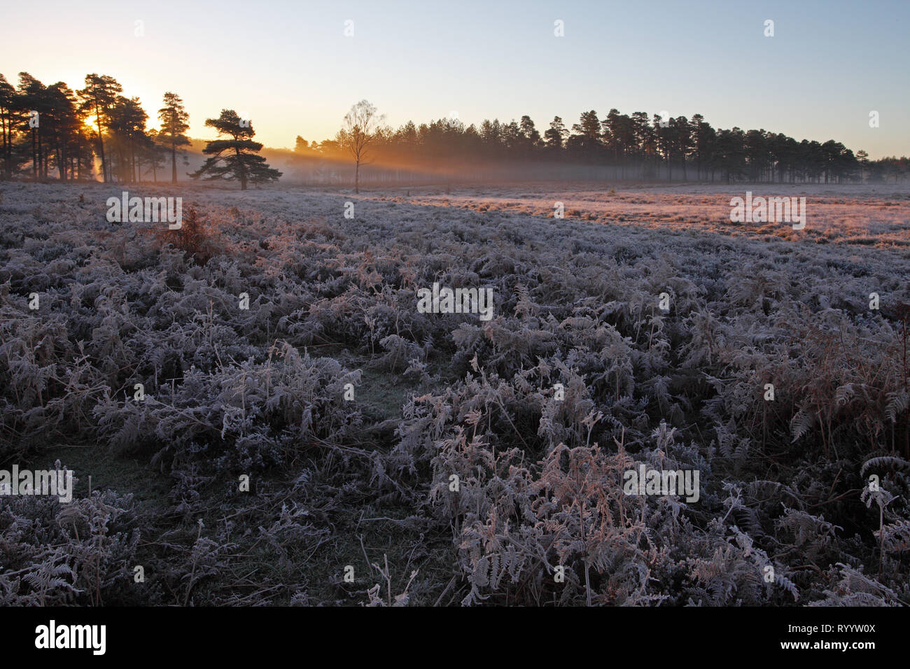 View from Ocknell Plain to Slufters Inclosure New Forest National Park Hampshire England UK Stock Photo