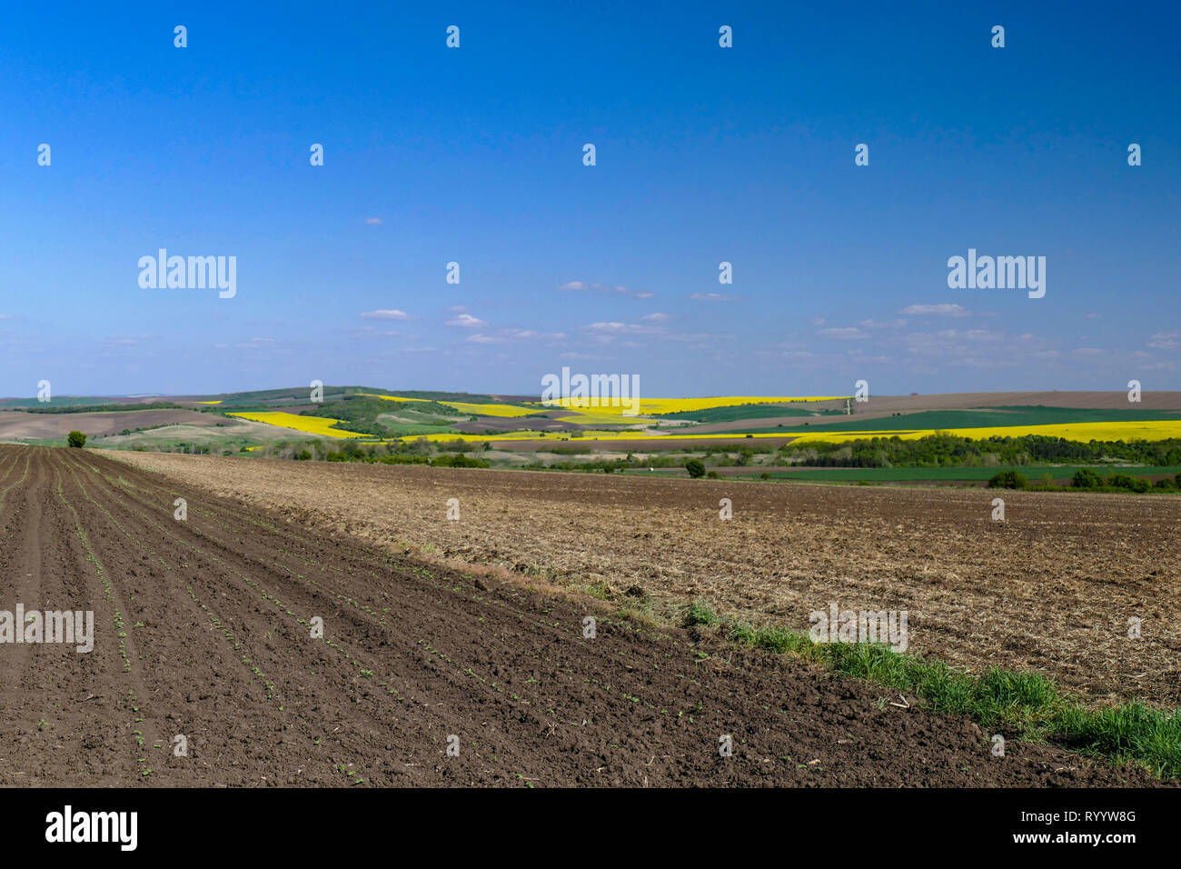 Extensive farmland with separate fields and blooming yellow rapeseed. Аrable land in the foreground. On the horizon a hill and a blue sky. Stock Photo