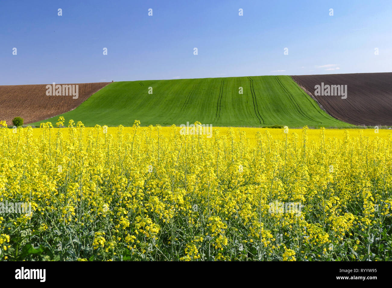 Extensive farmland with separate fields and blooming yellow rapeseed. Аrable land. On the horizon a hill and a blue sky. Stock Photo