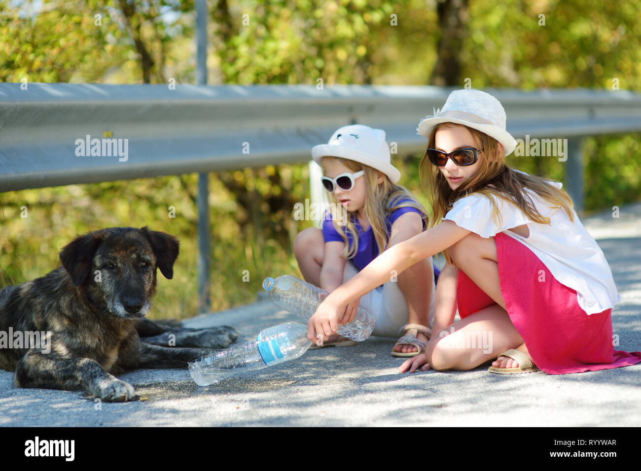 Thirsty black stray dog drinking water from the plastic bottle on hot summer day. Two kids giving cool water to thirsty dog. Caring for animals during Stock Photo