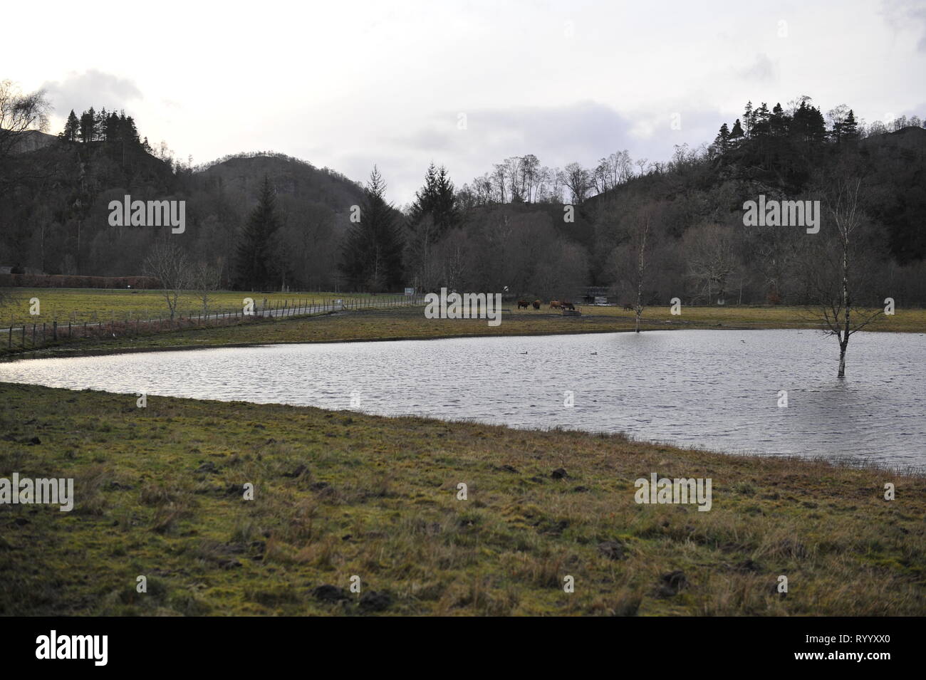The Trossachs, UK. 15 March 2019. Aftermath of Storm Hannah - Scenes from Loch Achray in the Trossachs near the town of Callander.  Fields, Fences and Trees either under water, or partly submerged.  The muddy ground is saturated with water. The water level of the loch is almost up to the road side on the lower ground. The river which flows out of the loch has also burst its banks and flooded part of the town of Callander a few miles away. Credit: Colin Fisher/Alamy Live News Stock Photo
